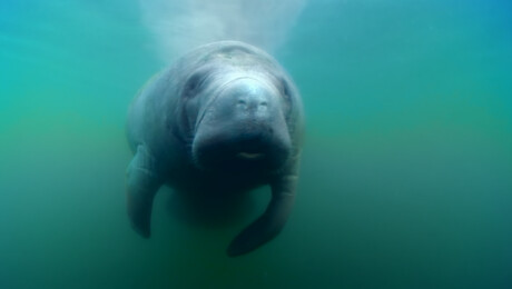 Onderwaterwindjes en de poep uitdaging